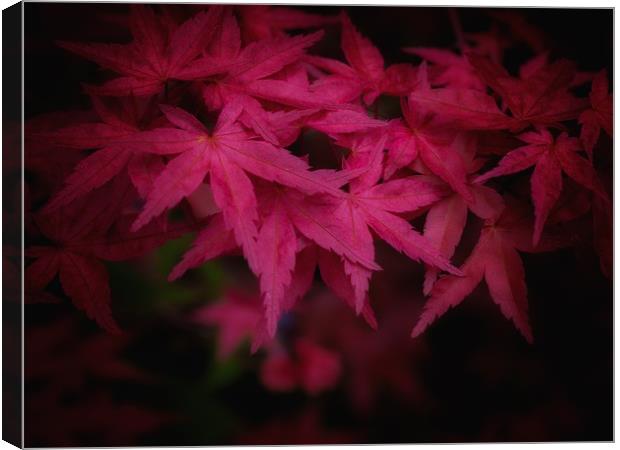 Japanese Maple   Canvas Print by Victor Burnside