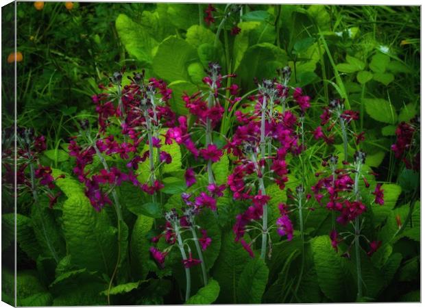 Candelabra Primrose  Canvas Print by Victor Burnside