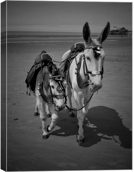 Blackpool Donkeys. Canvas Print by Victor Burnside