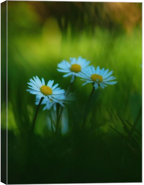 Daisies Canvas Print by Victor Burnside