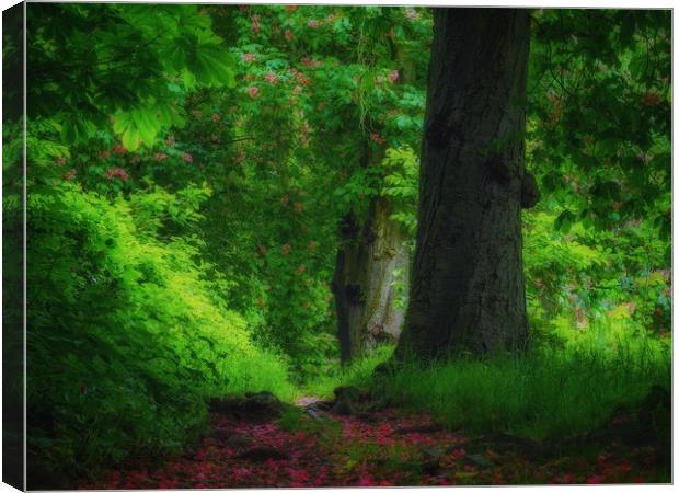 Woodland Walk. Canvas Print by Victor Burnside