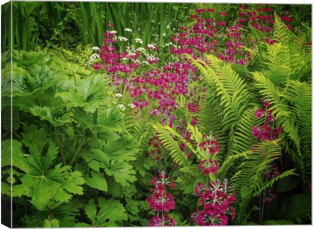 Candelabra Primrose  Canvas Print by Victor Burnside