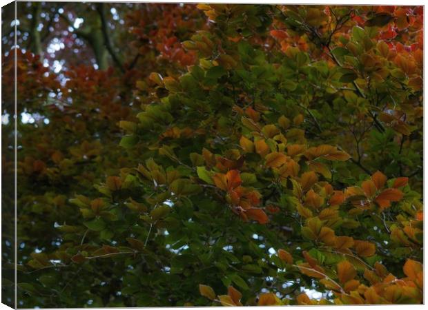 Copper Beech. Canvas Print by Victor Burnside