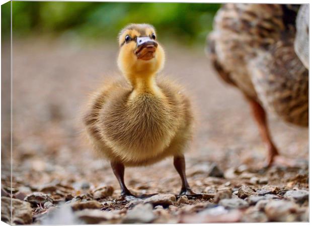 Duckling Canvas Print by Victor Burnside