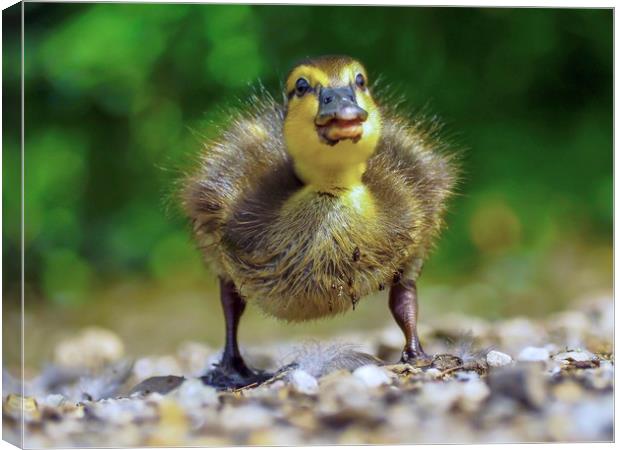 Duckling  Canvas Print by Victor Burnside