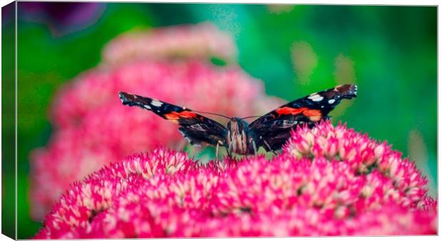 Red Admiral Butterfly     Canvas Print by Victor Burnside