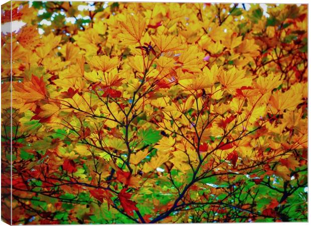 Maple Canvas Print by Victor Burnside