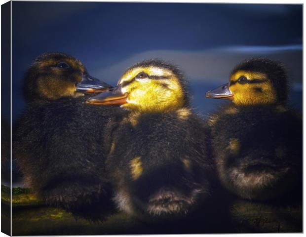 Chicks Canvas Print by Victor Burnside