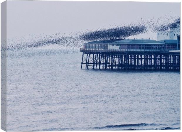 Starlings off North Pier                           Canvas Print by Victor Burnside