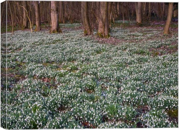 Snowdrops  Canvas Print by Victor Burnside