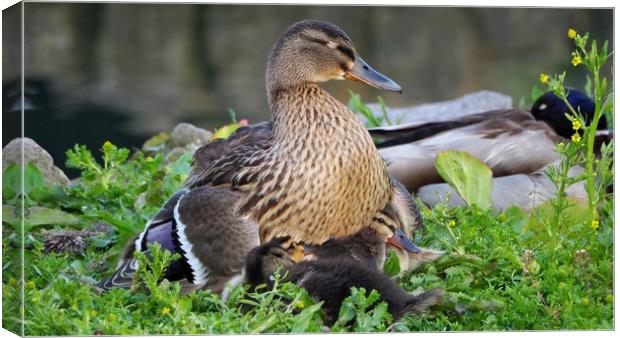 Mallard and Ducklings  Canvas Print by Victor Burnside