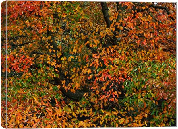 Autumn tree Canvas Print by Victor Burnside