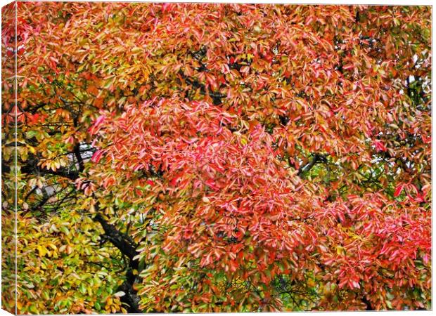 Autumn Foliage      Canvas Print by Victor Burnside