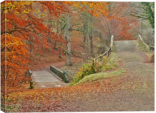 Autumn Woodland     Canvas Print by Victor Burnside