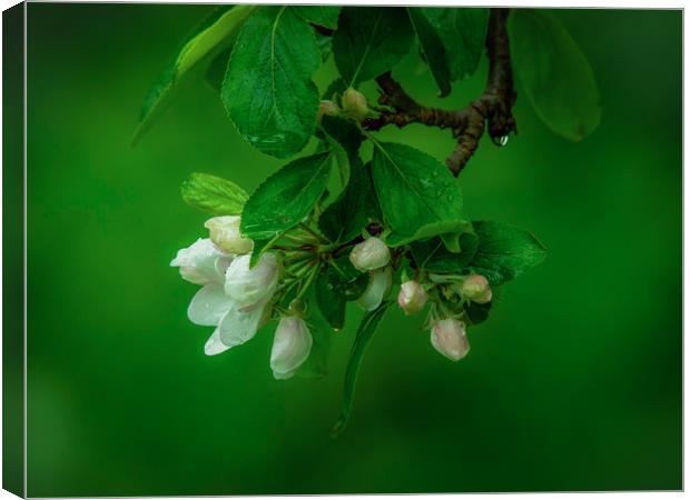 Blossom Canvas Print by Victor Burnside