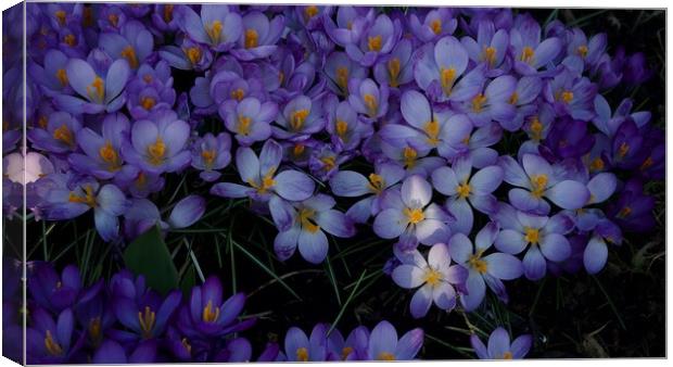 Cluster of Crocus Flowers  Canvas Print by Victor Burnside