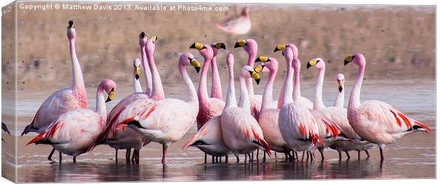 Talking Flamingos Canvas Print by Matthew Davis