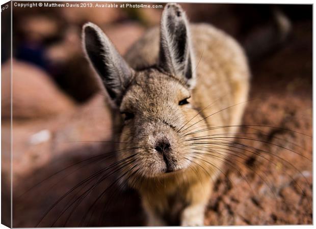 Viscacha Canvas Print by Matthew Davis