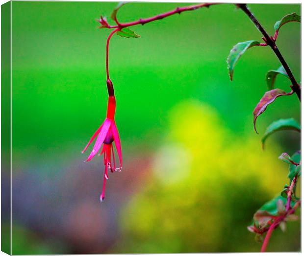Fuchsia growing in The Priory Canvas Print by Robert Cane