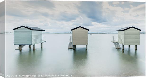 Beach Huts Canvas Print by Anthony Rigg