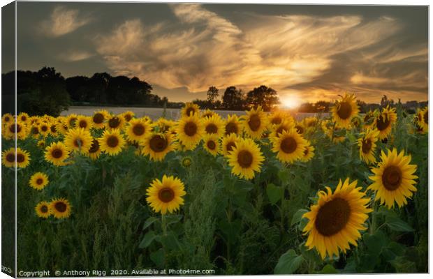Sunflower Sunset. Canvas Print by Anthony Rigg