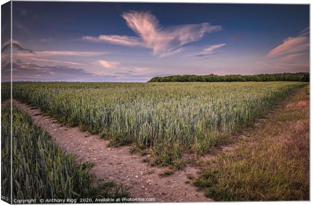 Cornfields Canvas Print by Anthony Rigg