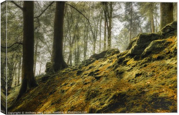 Welsh Forest Canvas Print by Anthony Rigg