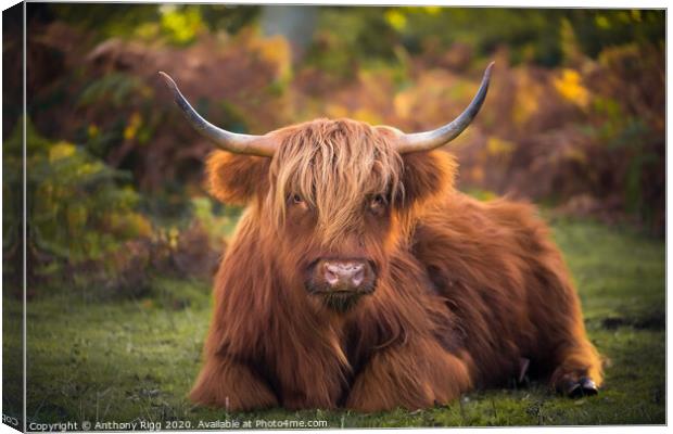 Highland Cattle,  Canvas Print by Anthony Rigg