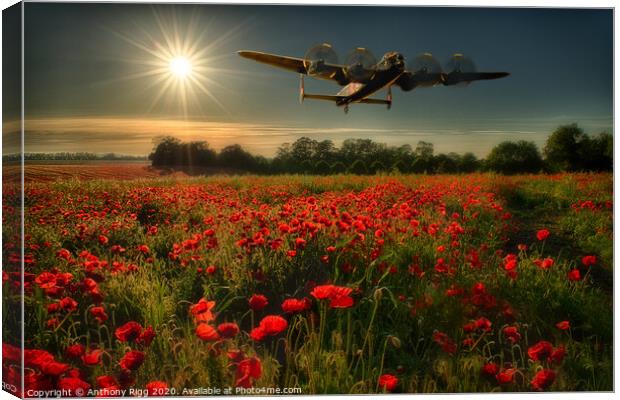 Avro Lancaster over Poppy Fields  Canvas Print by Anthony Rigg