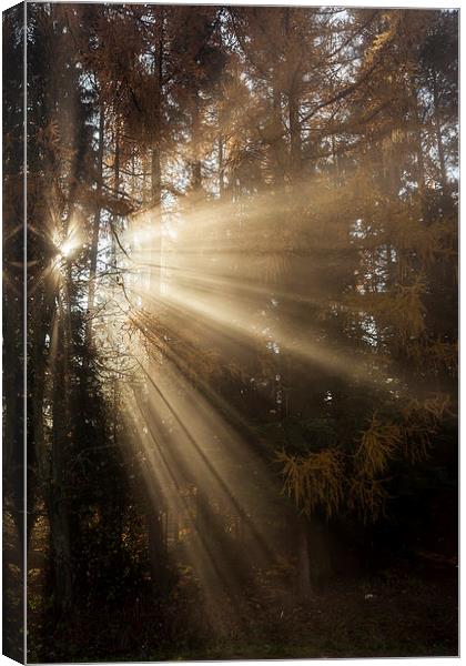Sunbeam early morning in forrest Canvas Print by Robert Parma