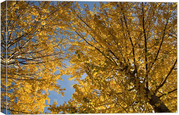 Last days of yellow leaves Canvas Print by Robert Parma