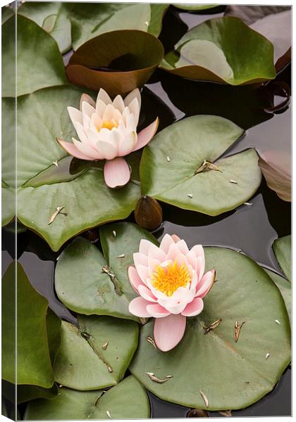 Water lilies Canvas Print by Robert Parma