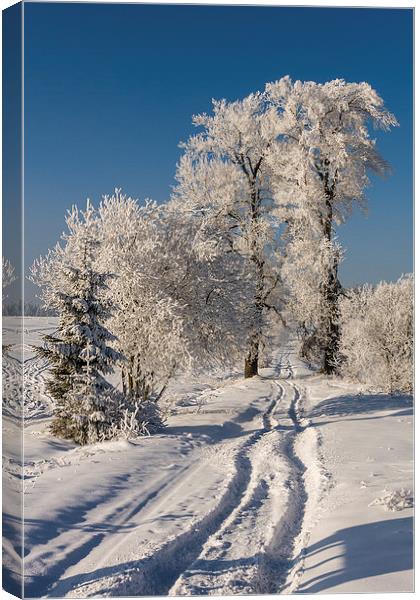 Winter arrived Canvas Print by Robert Parma