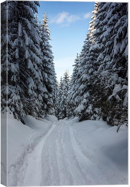 Forest path in winter Canvas Print by Robert Parma