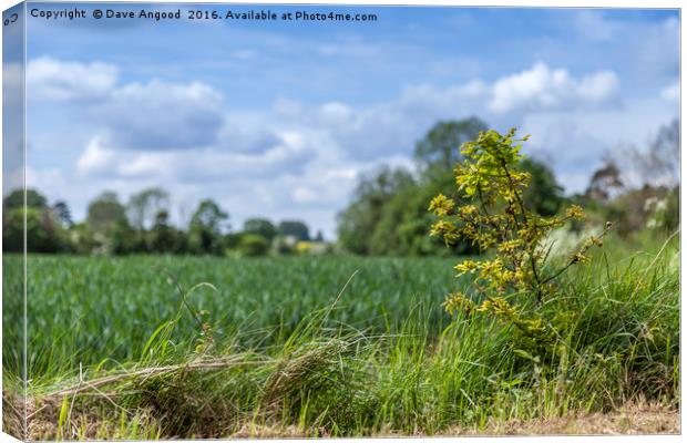 New life Canvas Print by Dave Angood