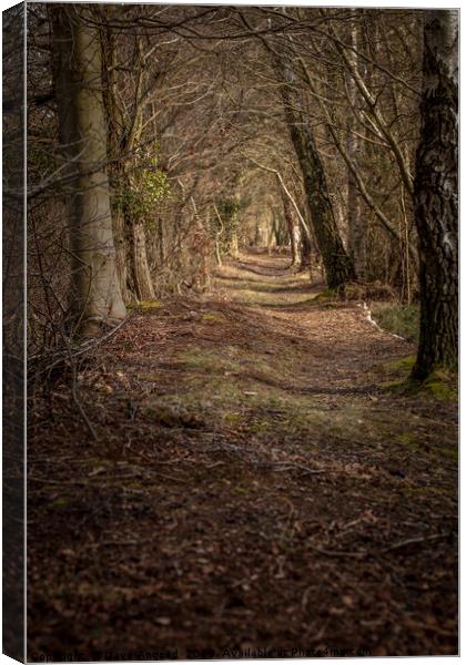 Woodland Canopy Canvas Print by Dave Angood