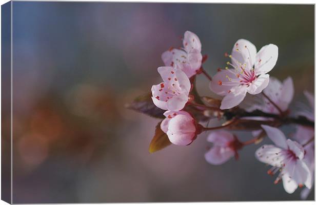Spring bokeh Canvas Print by Lesley Mohamad