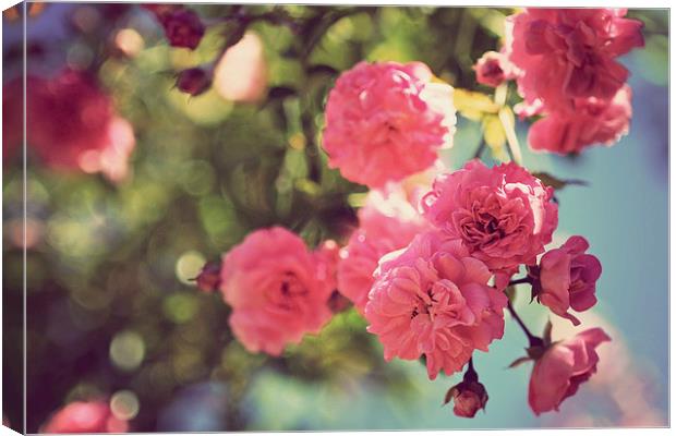Vintage Climbing Roses Canvas Print by Lesley Mohamad
