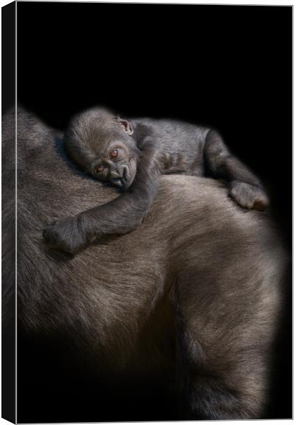 Gorilla Baby Riding On Mum's Back Canvas Print by rawshutterbug 