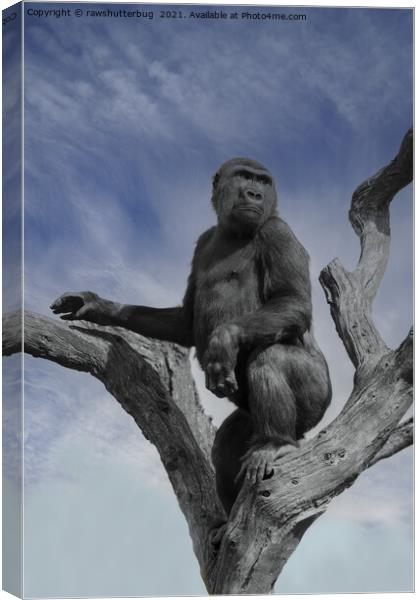 Gorilla In The Sky Canvas Print by rawshutterbug 