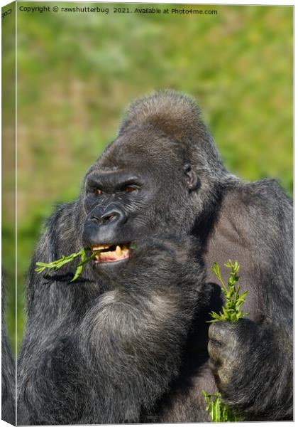 Silverback Gorilla Showing His Teeth While Eating Canvas Print by rawshutterbug 