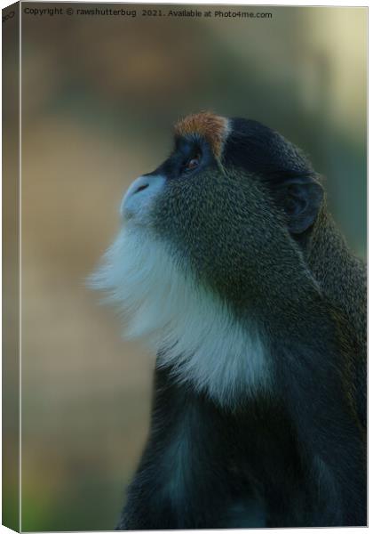 De Brazza's monkey looking up Canvas Print by rawshutterbug 