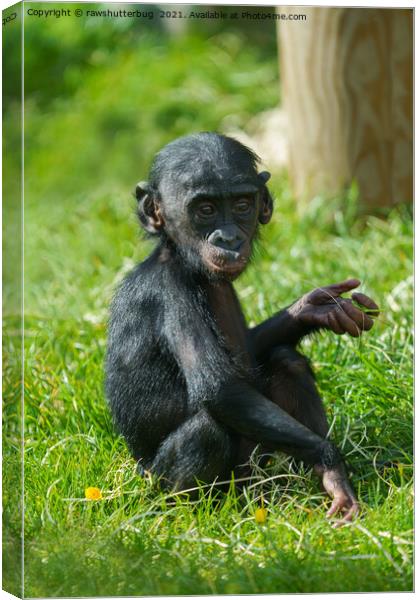 Bonobo Baby Canvas Print by rawshutterbug 