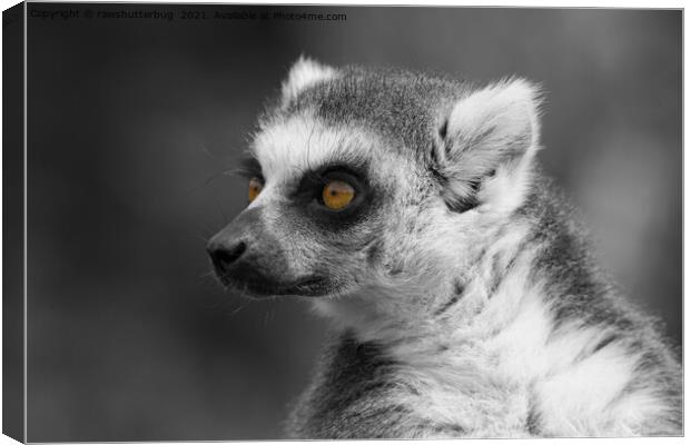 Lemur Close-Up Selective Colouring Canvas Print by rawshutterbug 