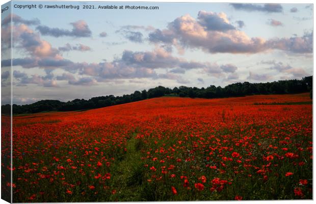 Poppy Field Sunrise Canvas Print by rawshutterbug 