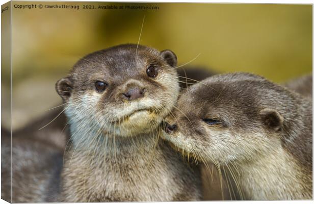 Otterly In Love Canvas Print by rawshutterbug 