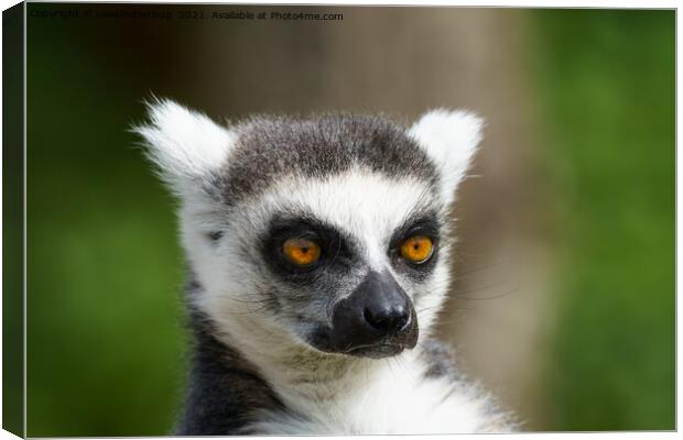 Close-Up Lemur Canvas Print by rawshutterbug 