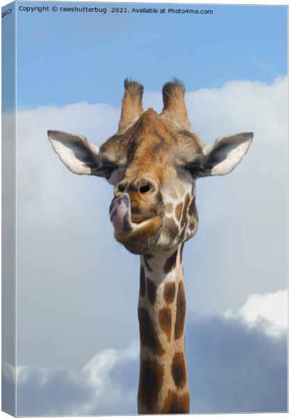 Cheeky Giraffe Canvas Print by rawshutterbug 