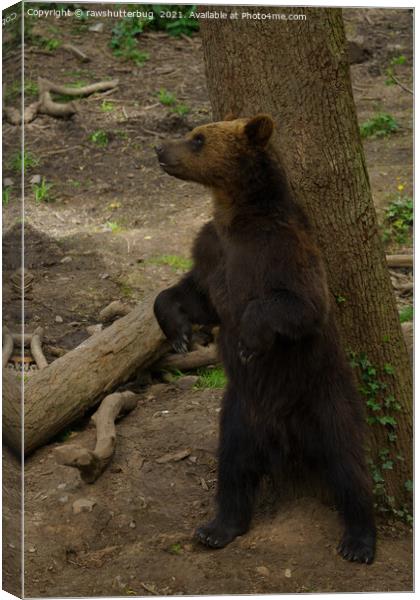 Grizzly Bear Scratching His Back On A Tree Canvas Print by rawshutterbug 
