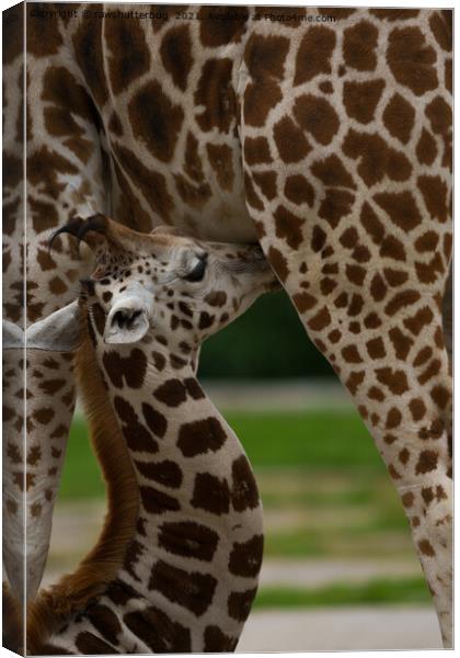 Mother and Baby Giraffe Canvas Print by rawshutterbug 